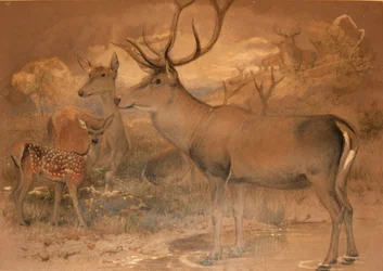 Persian Deer